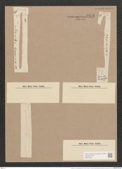 Synedra acus var. delicatissima (W. Sm.) Grun. (de-Toni-Nr.: Genus 66, Species 2590) Zeichnungen Sammlung Grunow Nr. 5273 (NHMW-BOT-W0373657)